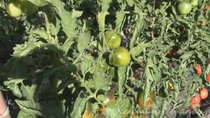 Томаты Японское дерево и Атомный виноград Бреда