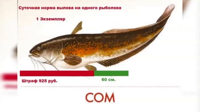 А какие штрафы в 2022 году подготовили рыбакам?! #1 смотреть онлайн