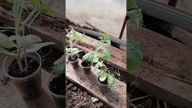 Посадка привитого арбуза в теплицу, 15 апреля 2018. смотреть онлайн