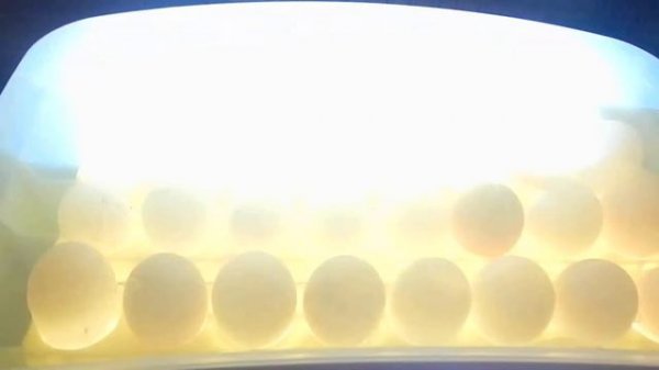 Инкубатор Sititek