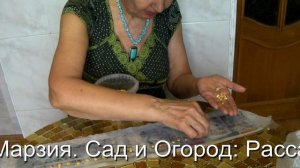 Сад и Огород:  Рассада кукурузы в улитках