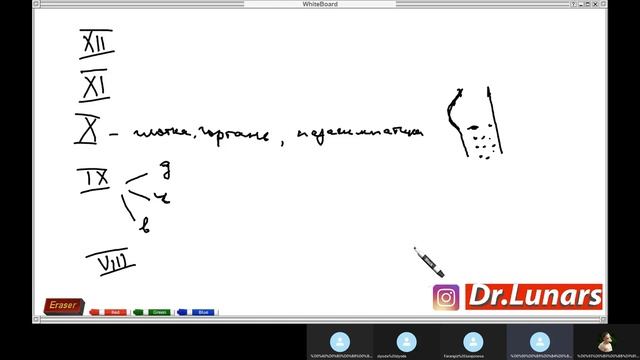 НОРМАЛЬНАЯ ФИЗИОЛОГИЯ.ЦНС(СТВОЛ МОЗГА)