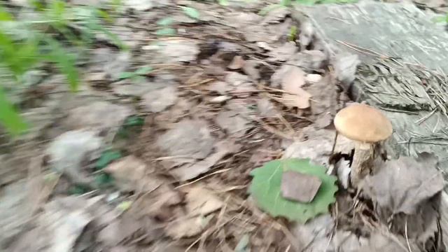 ГРИБОВ СТАНОВИТСЯ ВСЁ БОЛЬШЕ И БОЛЬШЕ! ПОДОСИНОВИКИ СТАРТУЮТ! ПОДБЕРЁЗОВИКИ ПЛАНИРУЮТ АТАКУ!09.07.2 смотреть онлайн