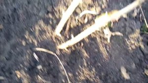 Правильная посадка и обрезка чёрной смородины