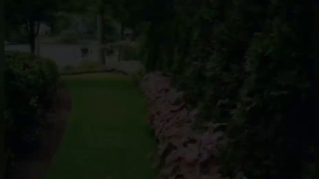 Keladi Hias untuk Taman | Caladium for Landscape смотреть онлайн