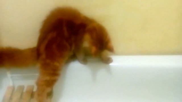 Кот ловит рыбу) Maine Coon Мейн кун Лиска смотреть онлайн