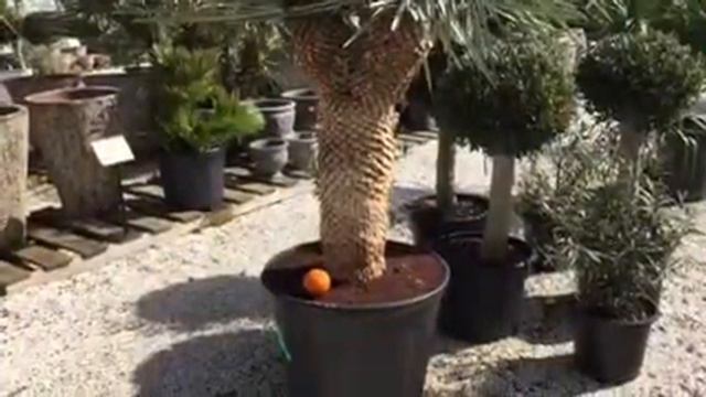 Yucca rigida смотреть онлайн