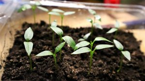 Секрет мощной рассады перца в правильной подсветке! Как подсвечивать рассаду перца дома?