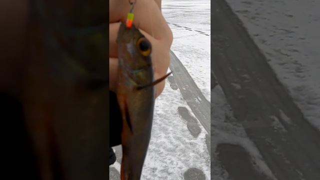 окунь болотный, чёрный большеглазый #рыбалка #окунь смотреть онлайн