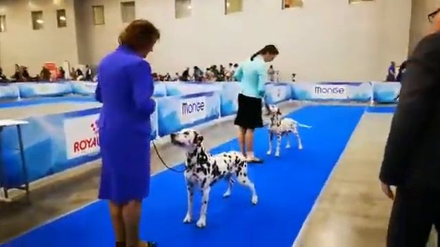 Евразия-2, 2018. Далматины. Судит Arne Foss(2)