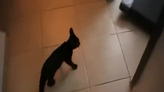 Кошка и беговая дорожка. смотреть онлайн
