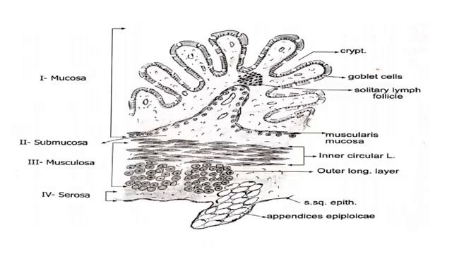 GIT Histology T1: large intestine, Appendix, Anal canal and Rectoanal junction смотреть онлайн
