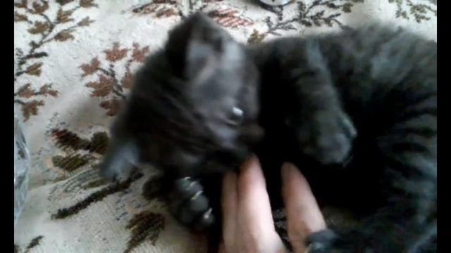 Предлагаем котят. Котята шотландские страйт окраса черный дым. смотреть онлайн