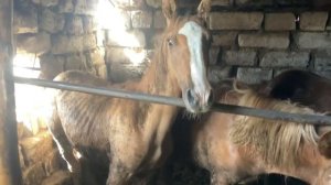 Откорм лошадей. Мясо конины экологический чистое.