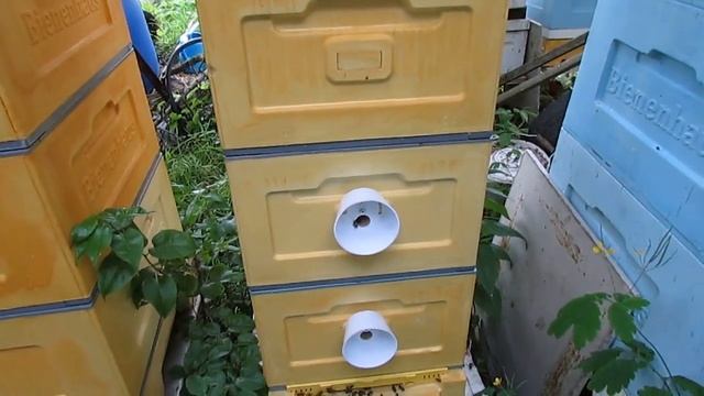 противороевой корпус сверху гнезда пчел через потолочину, чтобы пчелы в ройку не пошли ( 9.07.2022 смотреть онлайн