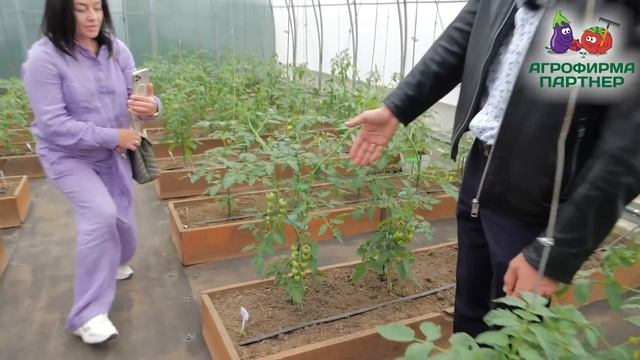 Необычная экскурсия по опытному участку смотреть онлайн