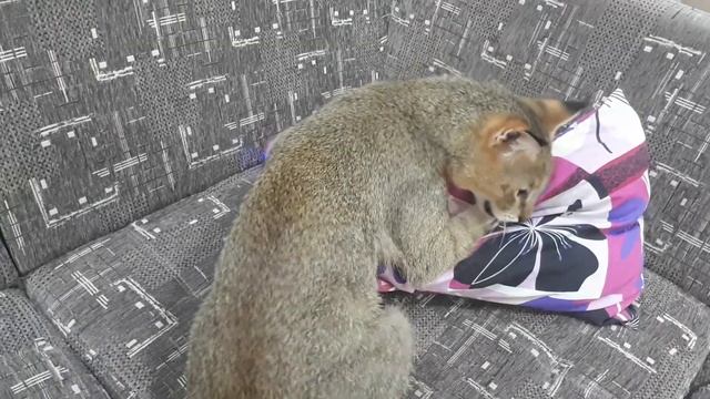 Камышовый кот дома