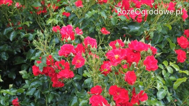 MATADOR - róża rabatowo - okrywowa. смотреть онлайн