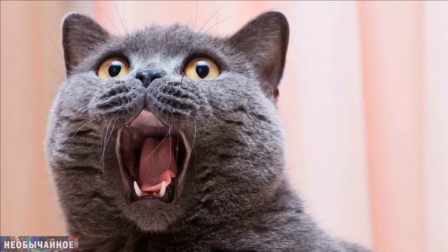 Как Помочь Котам и Кошкам Спокойно Пережить Сезон Любви ¤ НЕОБЫЧАЙНОЕ смотреть онлайн