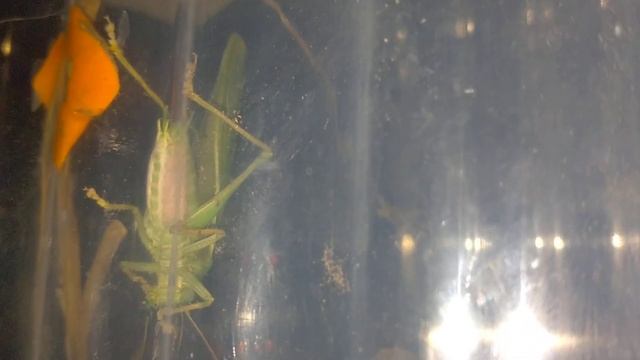 кузнечик зелёный стрибуляция кузнечик teffigonia viridissima смотреть онлайн