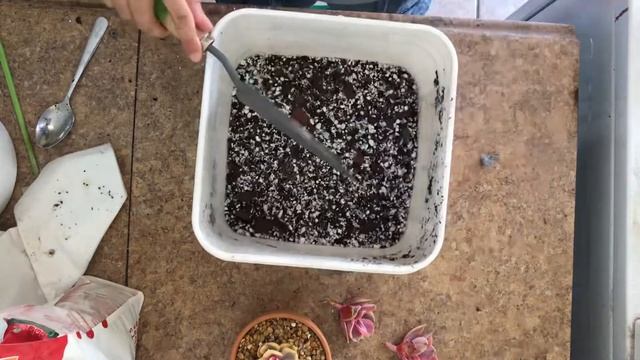 Echeveria Rainbow care guide? смотреть онлайн