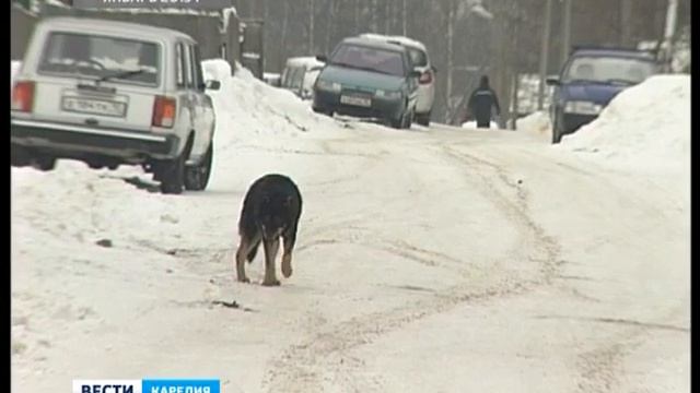 Защита бездомных животных: Что такое гуманность? смотреть онлайн