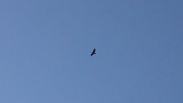 полёт Будапештских высоколётных голубей 24 08 2022г и хищник смотреть онлайн