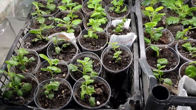 ОБЗОР ВСЕЙ РАССАДЫ НА ВТОРУЮ ПОЛОВИНУ ФЕВРАЛЯ. КАКИЕ РАСТЕНИЯ У МЕНЯ В ЭТОМ СЕЗОНЕ. смотреть онлайн