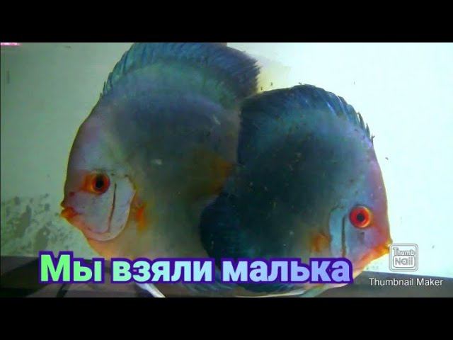 Дискусы Голубой Алмаз взяли малька #discus #aquarium #fish #аквариум #аквариумныерыбки #разводня смотреть онлайн