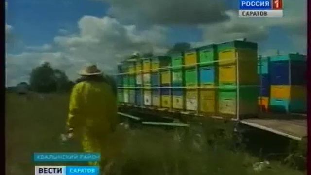 Пчеловод из Хвалынска изобрел конструкцию улья смотреть онлайн