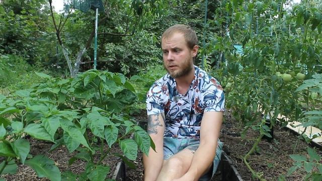 Сверхострые перцы в открытом грунте. Эксперимент. смотреть онлайн