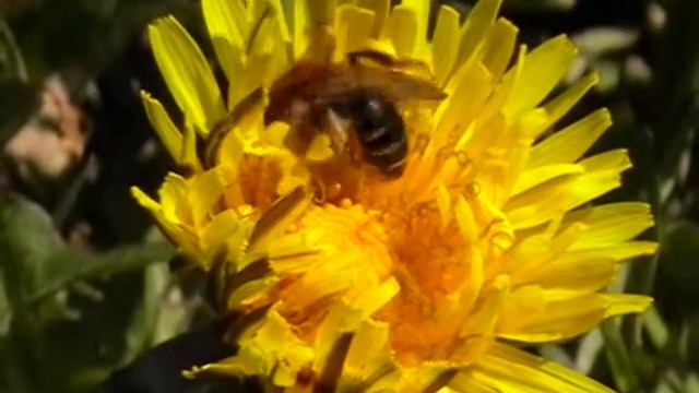 Andrena Dorsata (Andrenidae-hymenoptera)