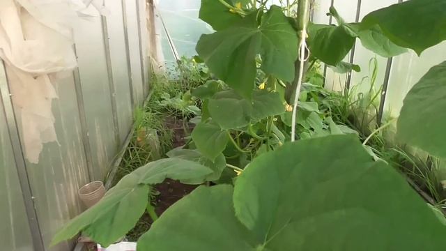 Живём в деревне \ Грибы с картошкой по-деревенски, по простому \ Поздние огурцы и помидоры. смотреть онлайн