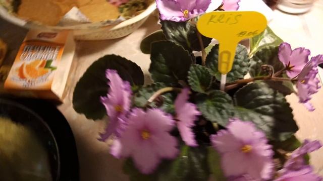 Сорт фиалки Kris