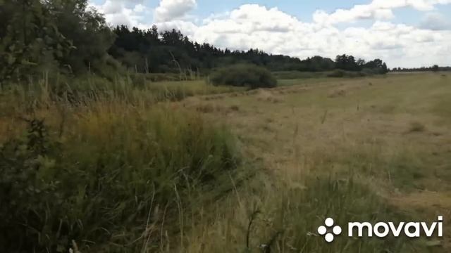 НАШЕ ДЕРЕВЕНСКОЕ СТАДО!ЗАБОЛЕЛИ ПОРОДИСТЫЕ ТЕЛКИ!ПЕШКОМ 3 КМ НА СЕНОКОС!ПОСЛЕДСТВИЯ ЗАСУХИ-МАЛО СЕН смотреть онлайн