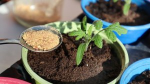 Научилась применять бокаши для рассады и цветов в доме. Больше никаких  слабых и чахлых растений.