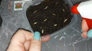 Циния, посев на рассаду