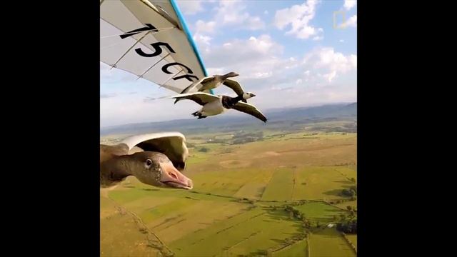 Более 20 лет пилот летает вместе с птицами, иногда берёт с собой жену смотреть онлайн