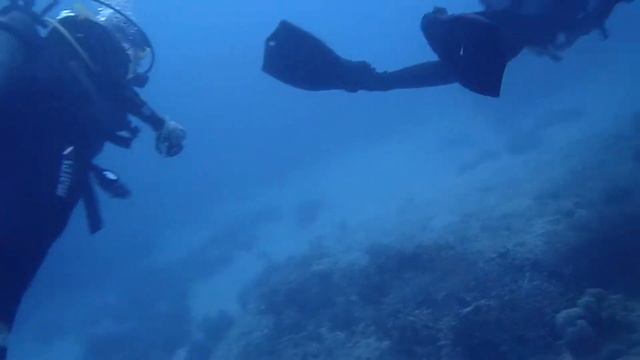 Great Barrier Reef Scuba Diving смотреть онлайн