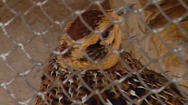 Что требуется зоопарку смотреть онлайн