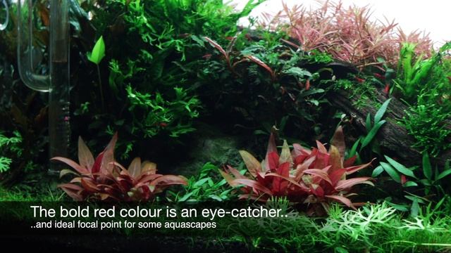 Alternanthera Reineckii 'Mini'