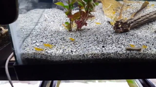 Yellow King Kong (Caridina) Shrimp Unboxing - From Joe's Aquarium - RomaAquatics.com 🆒 смотреть онлайн