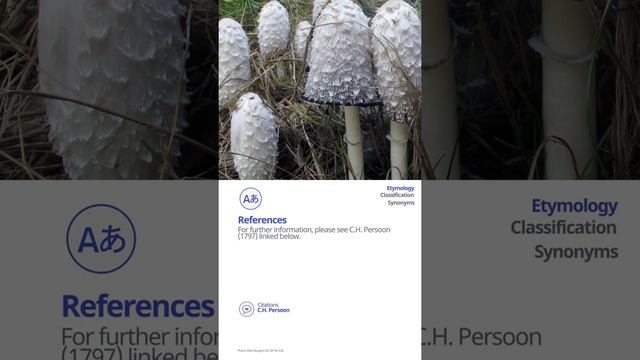 Shaggy ink cap (Coprinus comatus) | Scientific Mushroom Profile | Shroomers смотреть онлайн