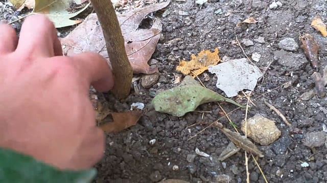Выращивание грейпфрута открытом грунте. 6 октября 2019. Выращивание цитрусовых смотреть онлайн