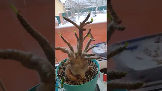 АДЕНИУМЫ ПРОСЫПАЮТСЯ! дни стали длиннее! смотреть онлайн