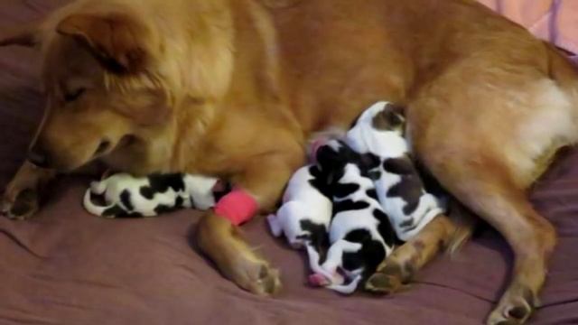 Когда эта собака ощенилась, хозяин не поверил своим глазам, такое бывает раз в жизни смотреть онлайн