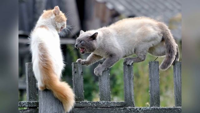 ✅Кошачьи разборки КОШКИ И КОТЫ ДЕРУТСЯ Звуки которые бесят ПРИКОЛ над своим котом кошкой собакой