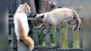 ✅Кошачьи разборки КОШКИ И КОТЫ ДЕРУТСЯ Звуки которые бесят ПРИКОЛ над своим котом кошкой собакой