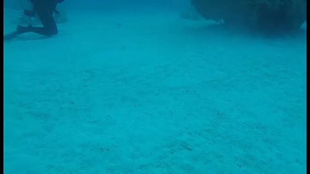 Bahamas Diving Vacation смотреть онлайн