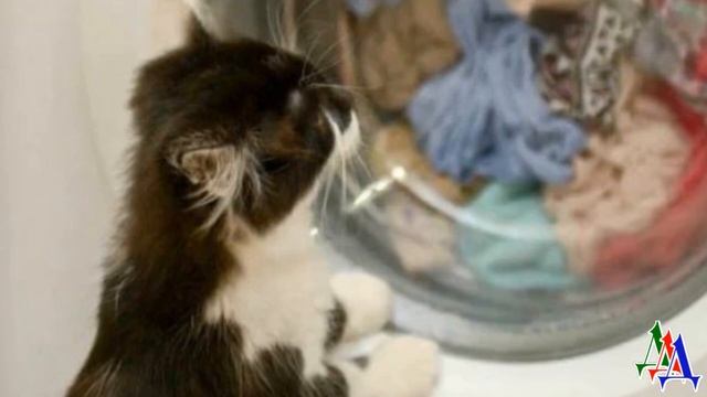 Его постирали прямо в стиральной машине. Котенок спрятался в куче белья, а хозяйка его не заметила… смотреть онлайн